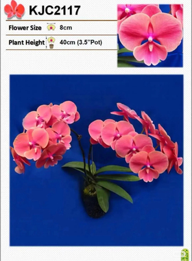 一颗不发瑕疵苗蝴蝶兰KJC2117台湾新品种1.7寸杯宝宝苗