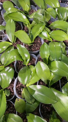 蝴蝶兰松树皮植料【YS16】3.0寸杯叶子微瑕疵