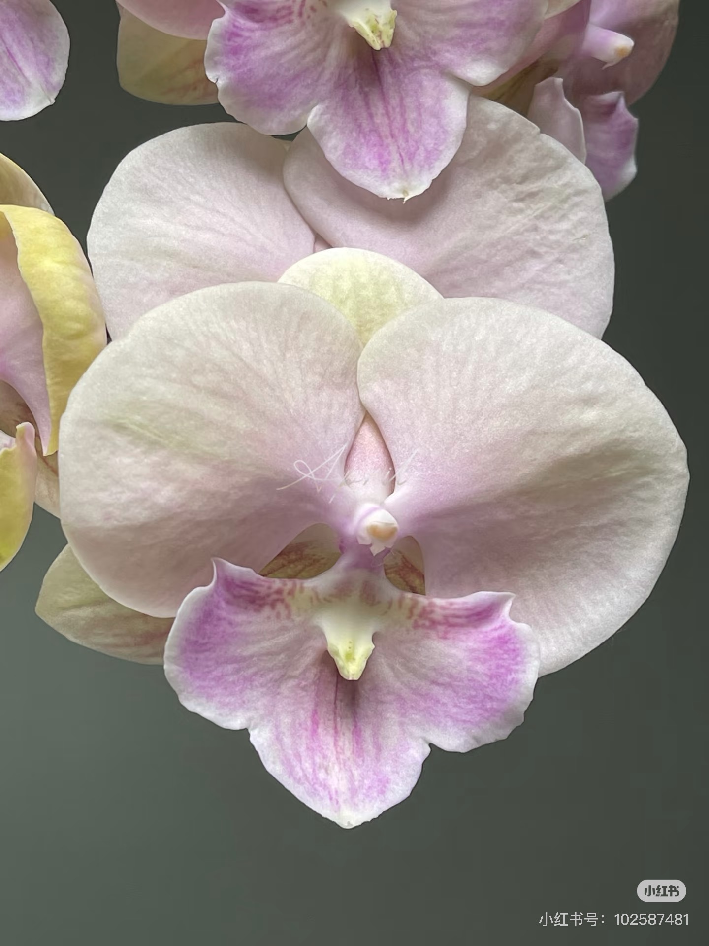 蝴蝶兰【甜筒ch2059】2.8寸杯不带花剑