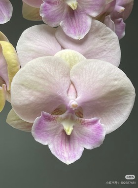 蝴蝶兰【甜筒ch2059】2.8寸杯不带花剑