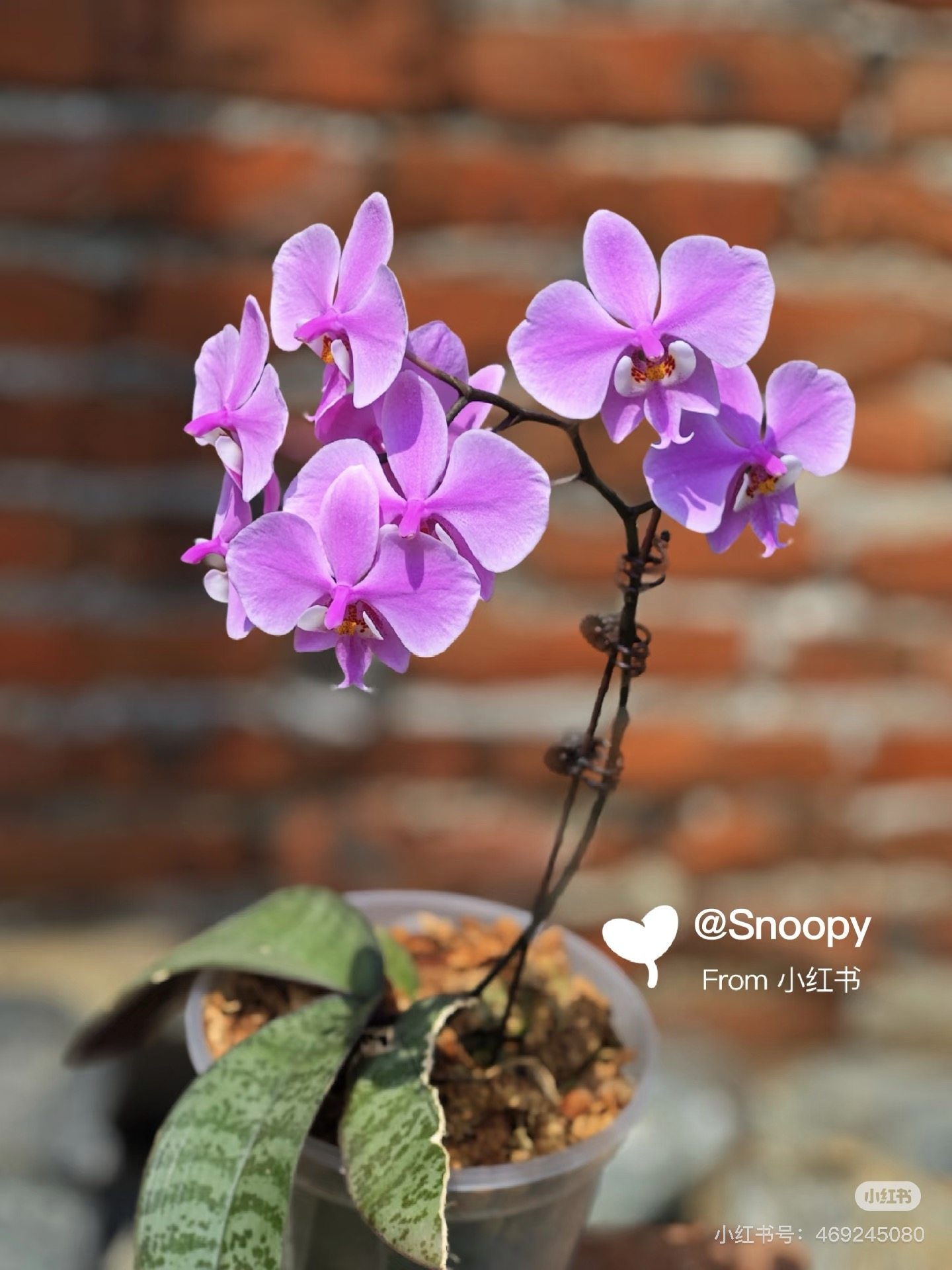 一棵不发带香味蝴蝶兰的M405西雷利1.7寸杯宝宝苗子,鲜花速递/花卉仿真/绿植园艺,国兰/杂交兰/洋兰类,淘宝优惠券,粉丝福利购,淘宝优惠卷