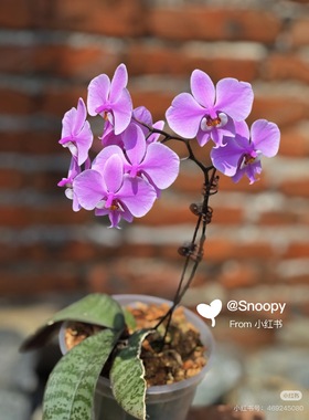 一棵不发带香味蝴蝶兰的M405西雷利1.7寸杯宝宝苗子