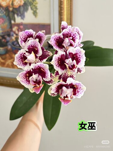 蝴蝶兰女巫2.8寸杯不带花剑