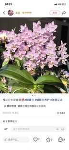 蝴蝶兰樱花公主2.8寸杯不带花剑