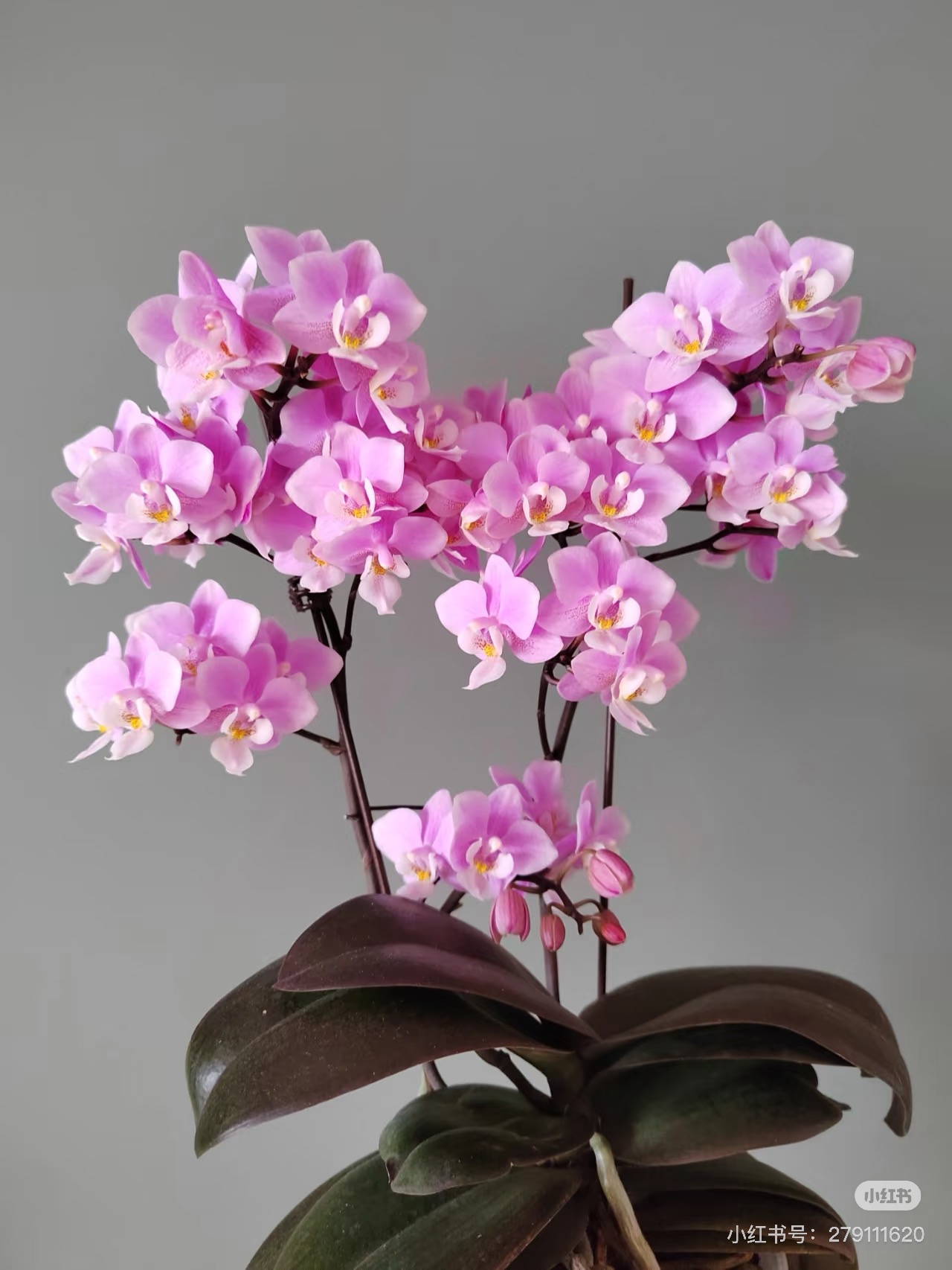 蝴蝶兰樱兰2.8寸杯带花剑,没有花