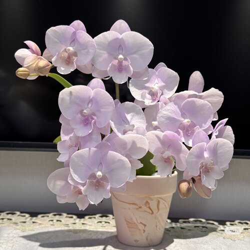蝴蝶兰少女心2.8寸杯带双花剑