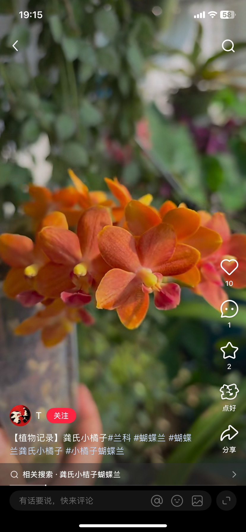 一颗不发蝴蝶兰龚氏小橘子1.7寸杯宝宝苗子