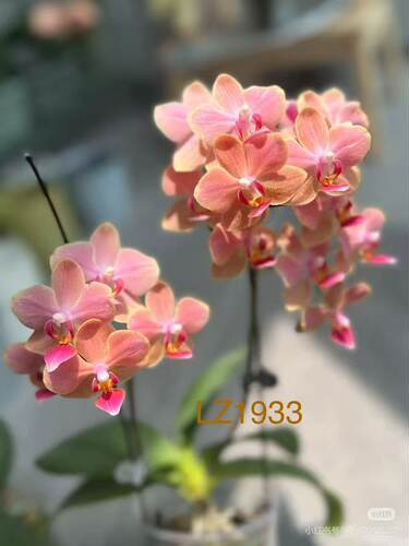 蝴蝶兰湾湾小香花1933宝宝苗1.7寸杯
