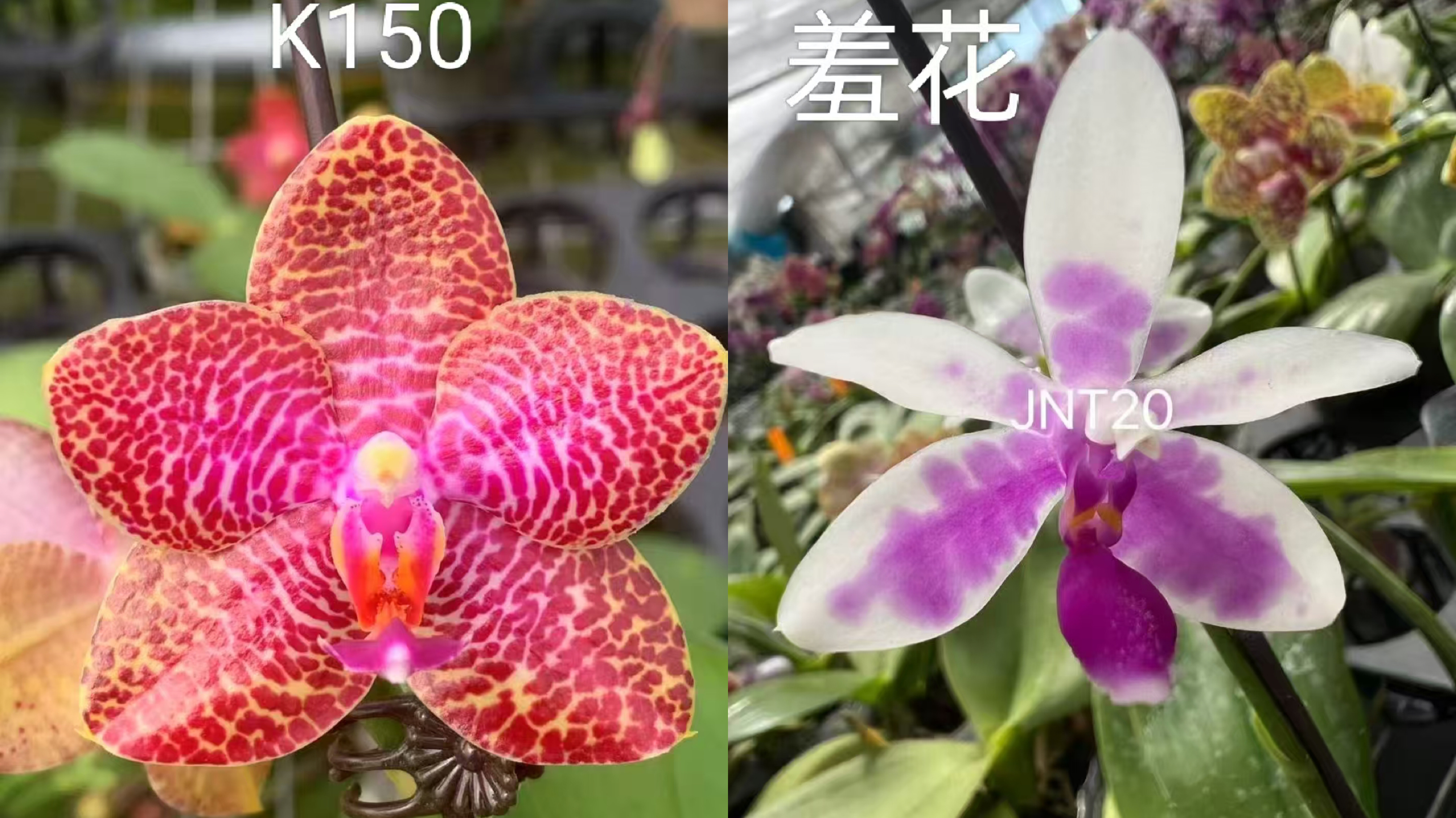 蝴蝶兰K150交羞花1.7寸杯宝宝苗小介意勿拍