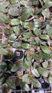 一棵不发蝴蝶兰西雷利盲盒鼻屎苗双头1.7寸杯宝宝苗嫌小勿拍