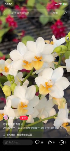 双花剑以上蝴蝶兰朵丽蝶香雪兰2.8寸杯