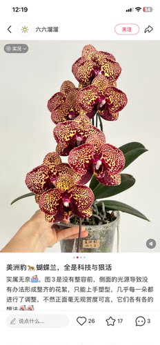 蝴蝶兰美洲豹3.0寸杯不带花剑