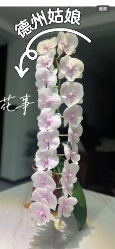 蝴蝶兰德州姑娘2.8寸杯不带花剑