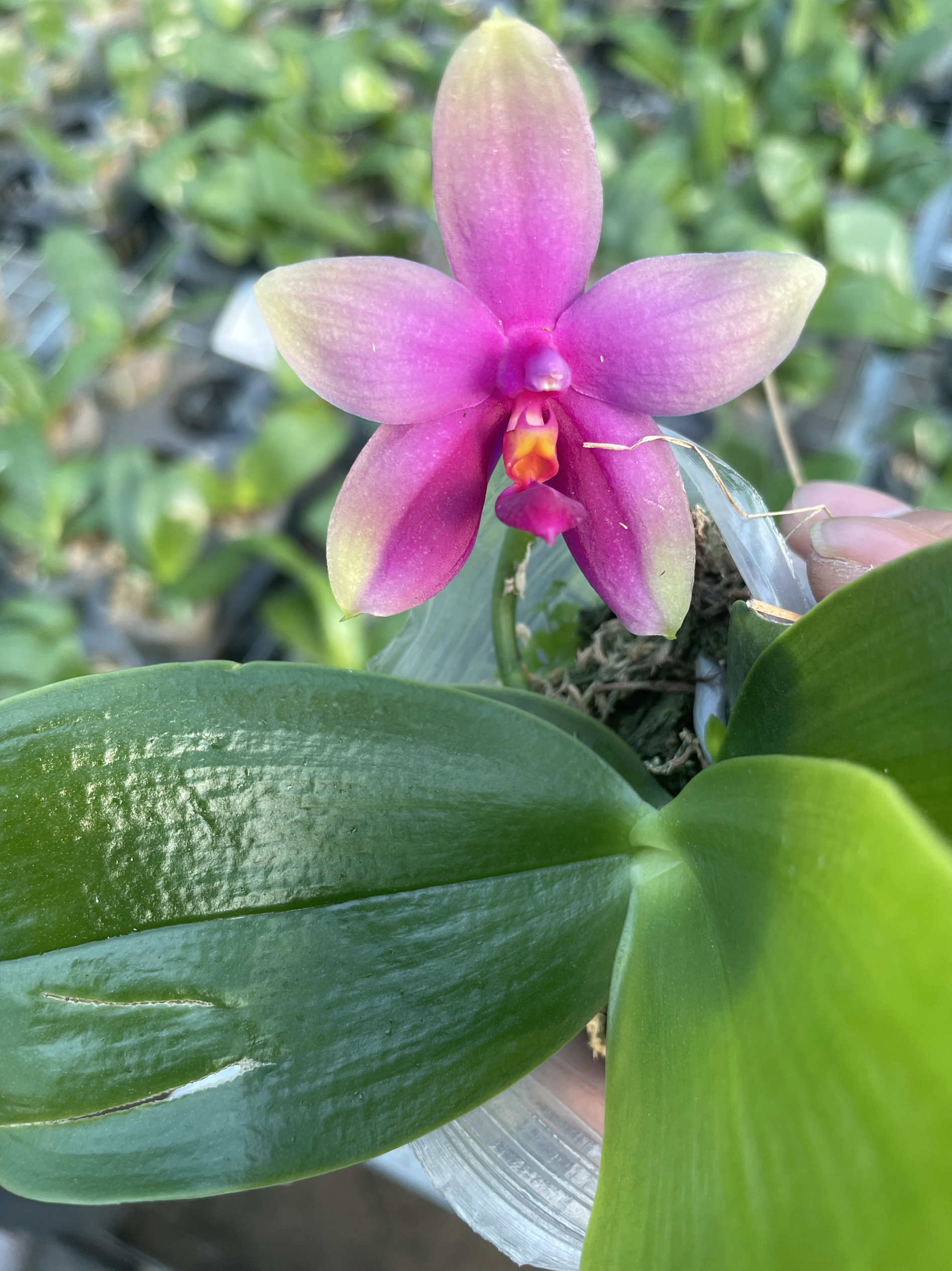 蝴蝶兰s151珍妮弗后代原生苗