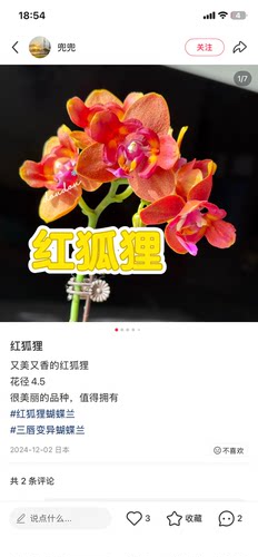 蝴蝶兰火狐狸两眼2.8寸杯不带花剑