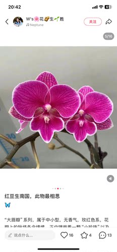 蝴蝶兰处里苗红豆3.0寸加高杯不带花剑