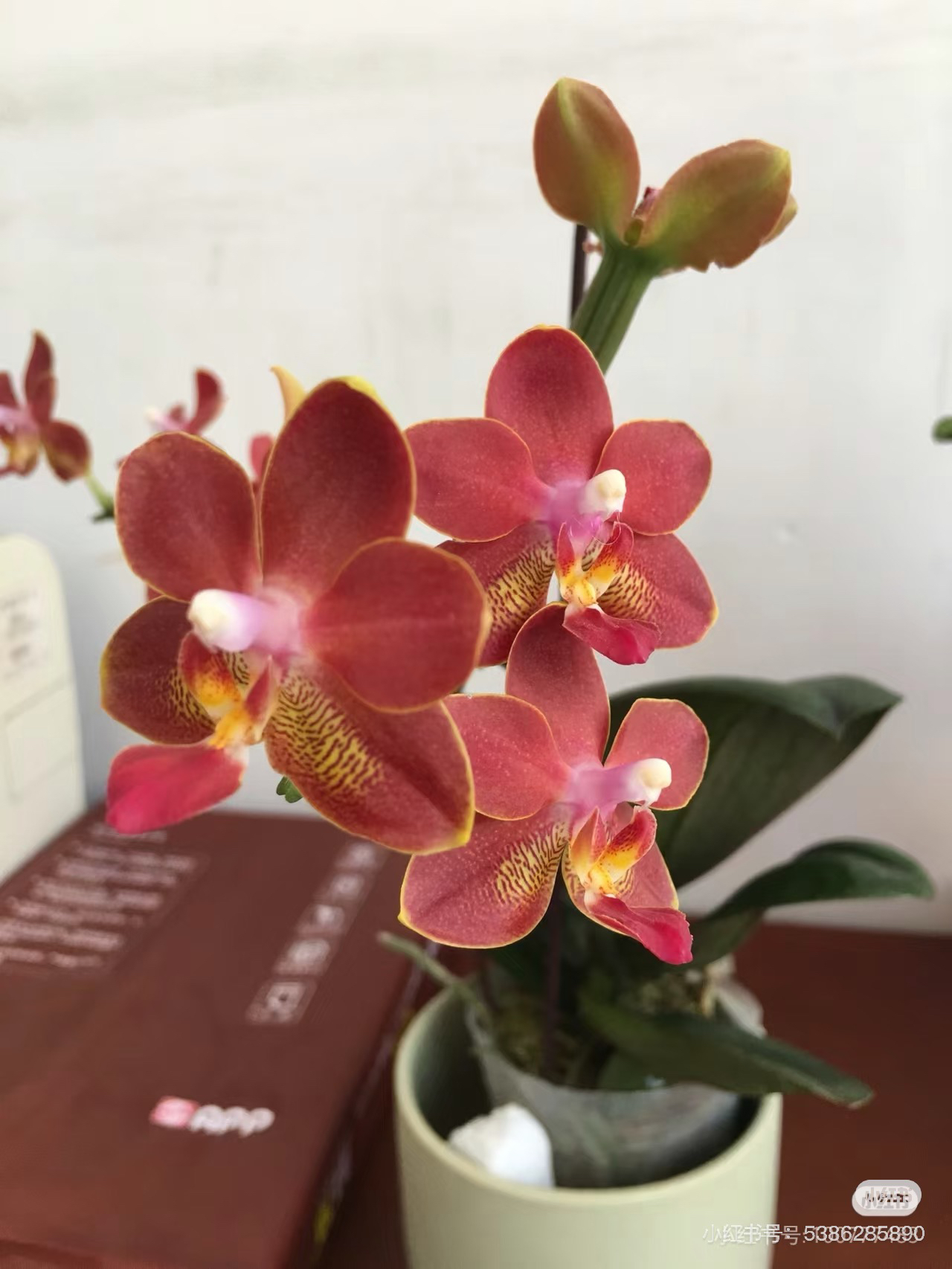 蝴蝶兰【龚氏香妃】3.0寸杯带花剑