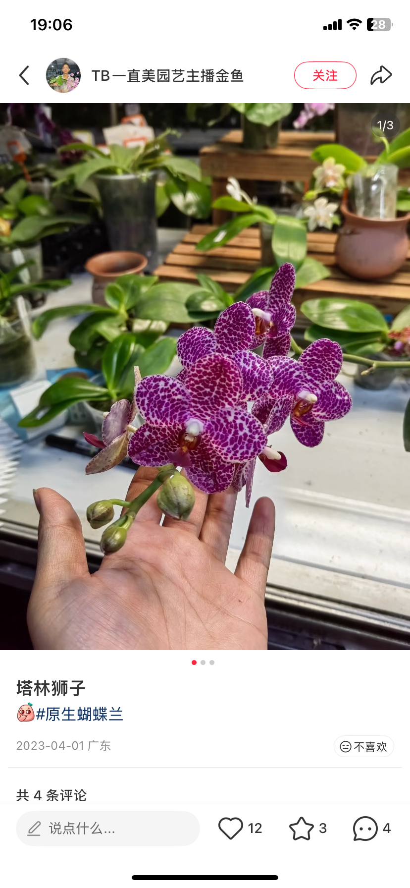 蝴蝶兰塔林狮子3.0寸加高杯带花剑,鲜花速递/花卉仿真/绿植园艺,国兰/杂交兰/洋兰类,淘宝优惠券,粉丝福利购,淘宝优惠卷