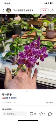 蝴蝶兰塔林狮子3.0寸加高杯不带花剑