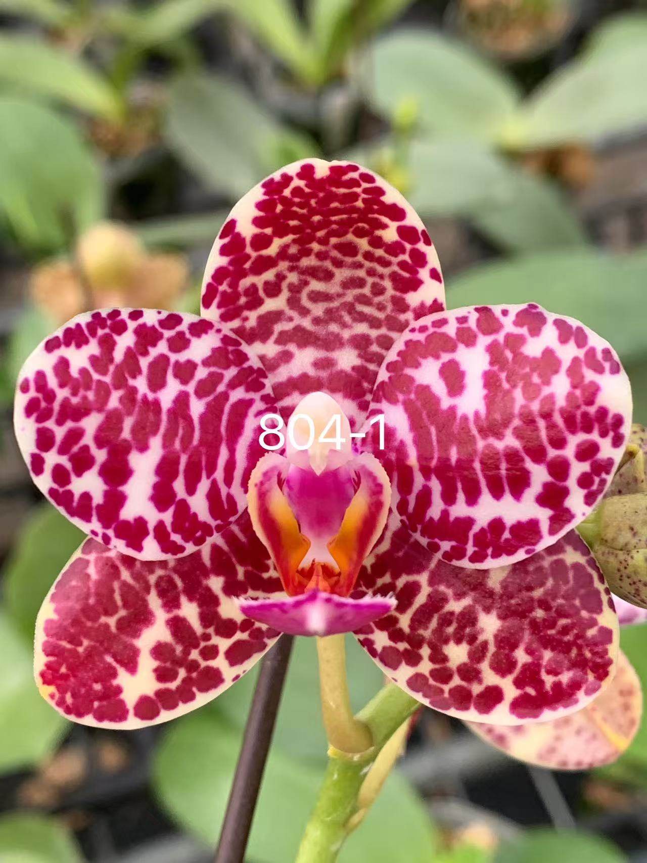 一颗不发蝴蝶兰804-1实生苗2.5寸杯带花剑,鲜花速递/花卉仿真/绿植园艺,国兰/杂交兰/洋兰类,淘宝优惠券,粉丝福利购,淘宝优惠卷