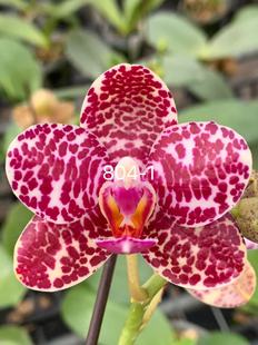 一颗不发蝴蝶兰804-1实生苗2.5寸杯带花剑