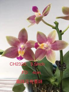 一颗不发处理苗蝴蝶兰Ch2320宝宝苗1.7寸杯