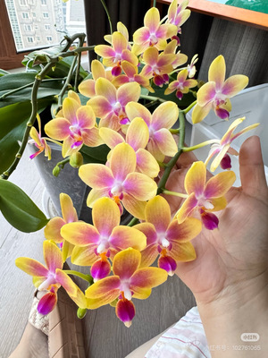 一棵不发蝴蝶兰金树二代2.8寸杯不带花剑