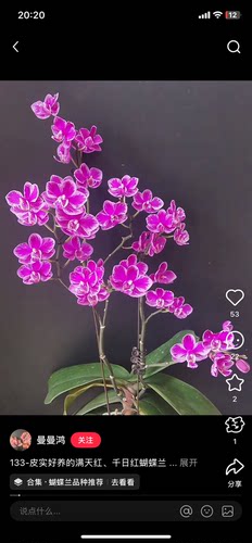 一颗不发蝴蝶兰插脚满天红3.0寸杯不带花剑