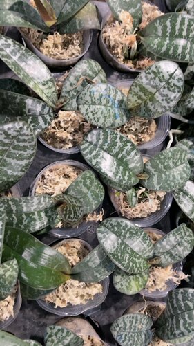 蝴蝶兰1.7寸刚升2.5寸杯【西雷利盲盒】不带花剑
