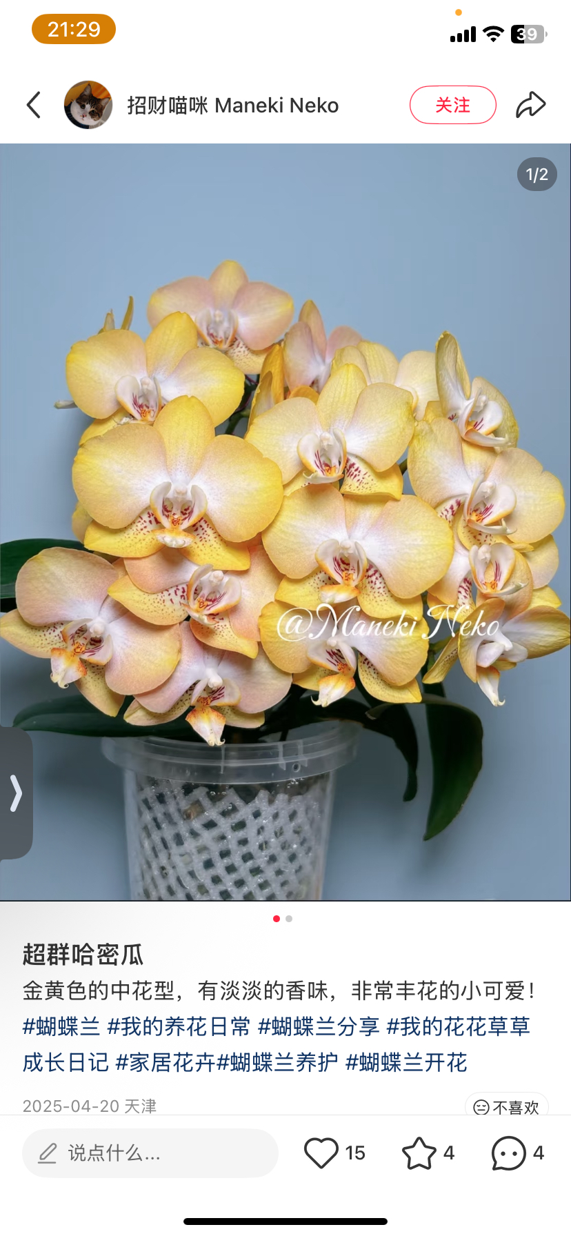 蝴蝶兰哈密瓜2.8寸杯不带花剑,鲜花速递/花卉仿真/绿植园艺,国兰/杂交兰/洋兰类,淘宝优惠券,粉丝福利购,淘宝优惠卷