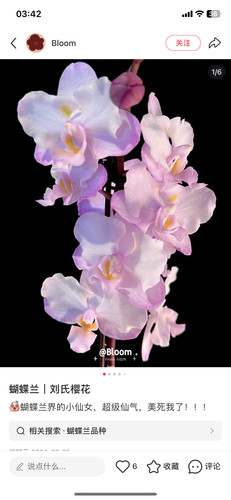 蝴蝶兰瑕疵处理苗多头苗刘氏樱花2.8寸杯不带花剑