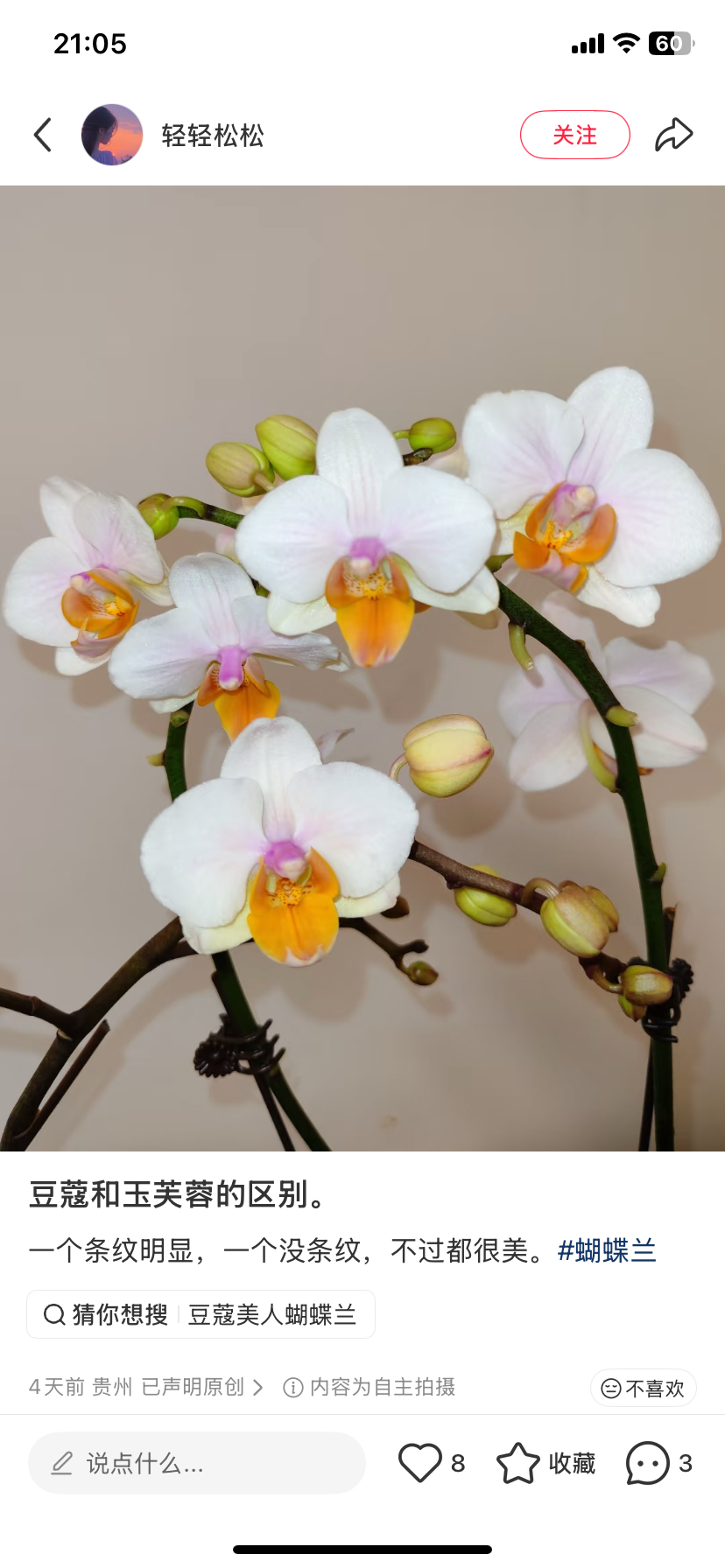 蝴蝶兰玉芙蓉2.8寸杯带双花剑