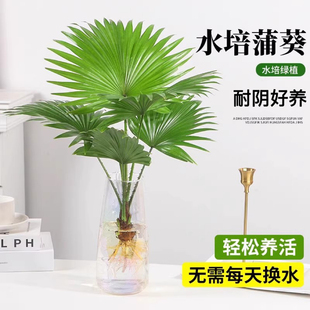 水培植物大扇叶蒲葵盆栽懒人水养植物室内好养办公室观叶绿植盆景