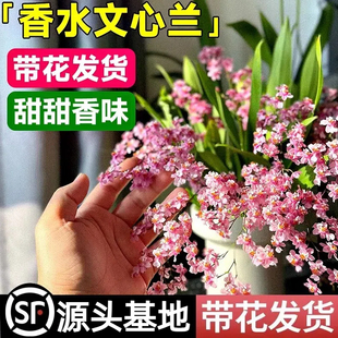 文心兰盆栽花苗梦香兰室内开花卉植物客厅阳台四季好养活年宵兰花