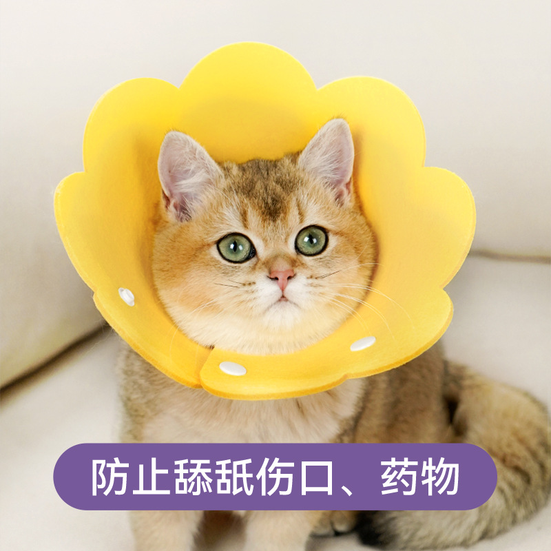 新款简约伊丽莎白圈防舔防咬