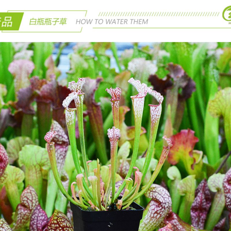 基地直销【白瓶瓶子草】食虫植物捕蝇草猪笼草驱蚊草多肉绿植盆栽