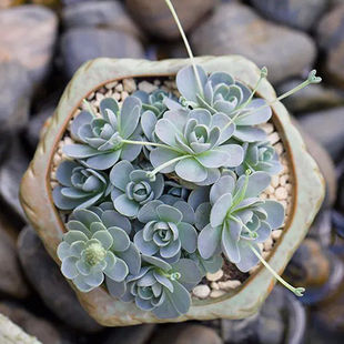 2025新款耐爆养多肉植物室内小绿植子持莲华桌面庭院盆栽