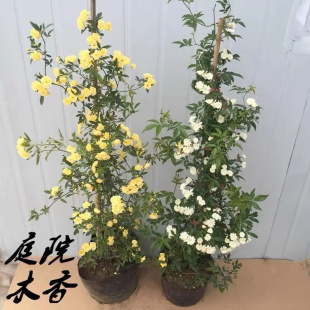 黄色木香花室内外浓香花卉白色七里香阳台垂吊爬藤植物