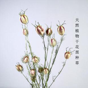 饰客厅摆设 真花风干侘寂风复古高级感家居装 黑种草 天然进口干花