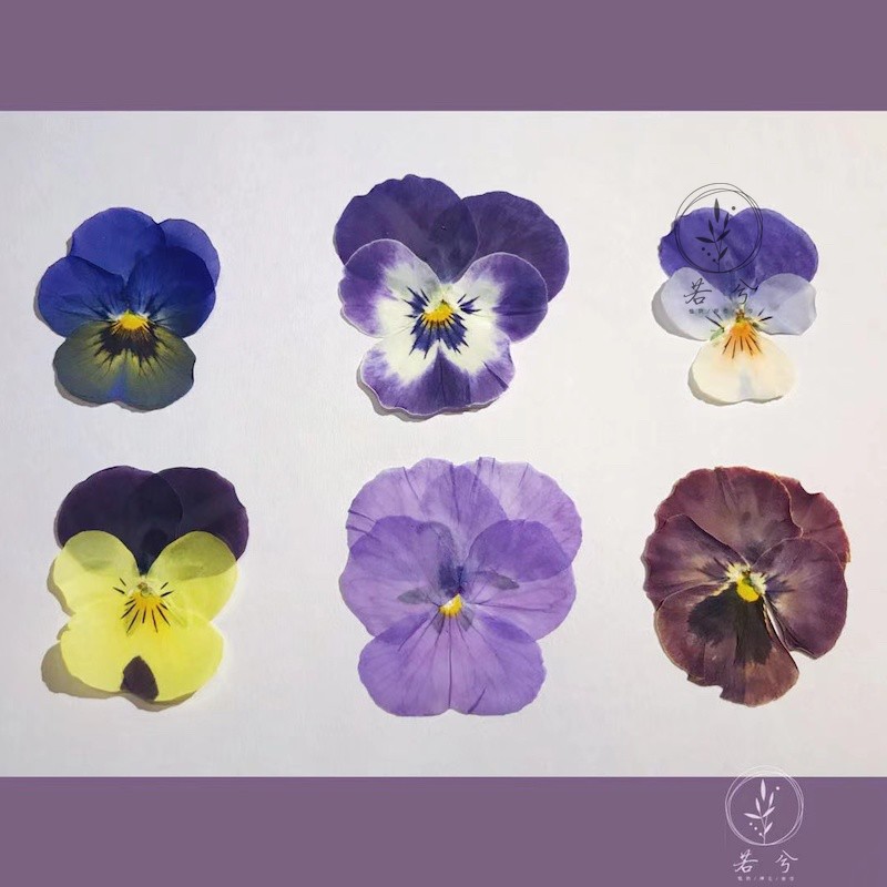 三色堇香堇角堇干花押花压花相框画花材植物标本滴胶DIY手工材料