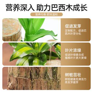 巴西木专用营养液花肥盆栽通用幸运木水培水养植物肥料通用型肥料