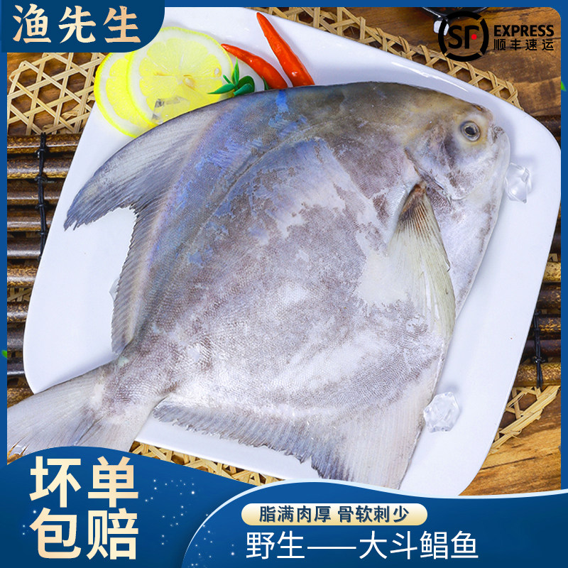 福建海鲜特大斗鲳鱼三斤小船海捕鲳鳊鱼白鲳鱼非冷冻斗鲳鱼银鲳鱼