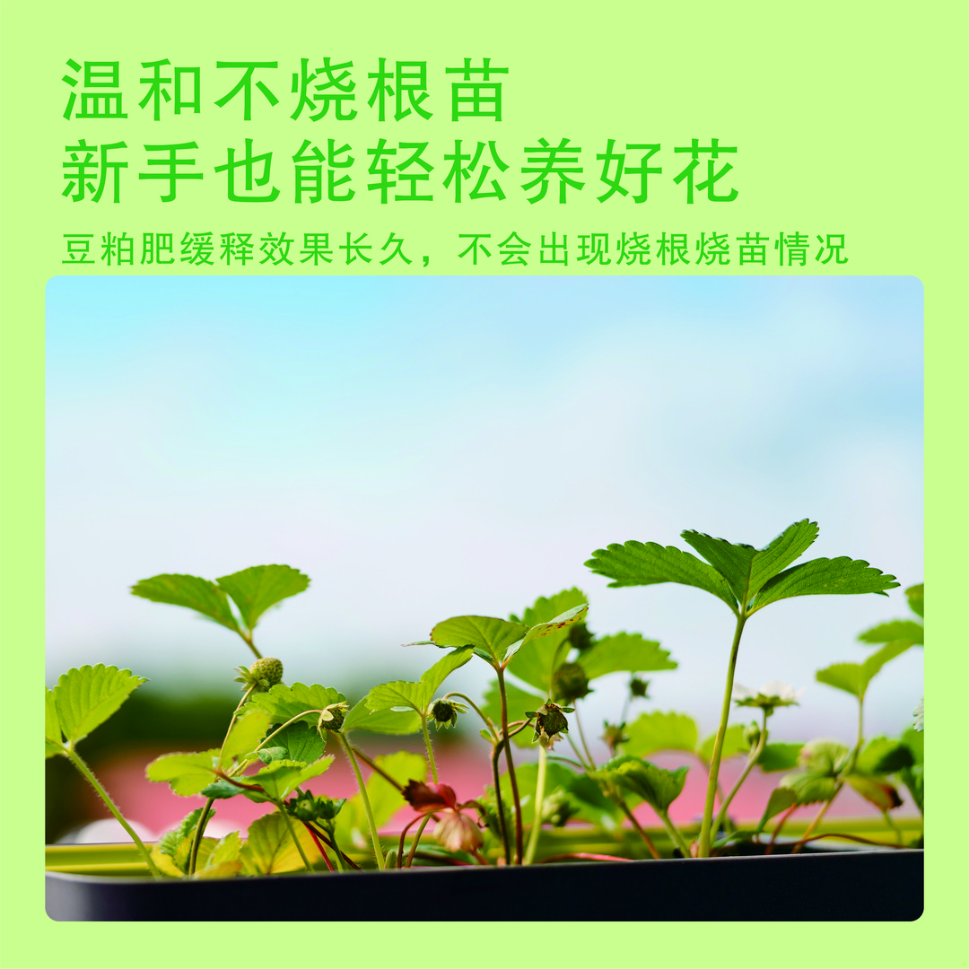 【小张阳台养花】沃地沃豆粕新一代有机菌肥改善土壤促芽养根爆开