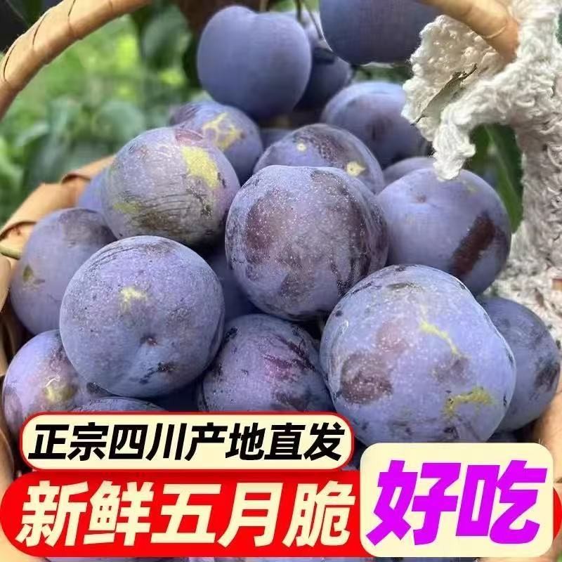 四川五月甜脆凤凰李脆李子脆红李脱骨李李子新鲜采摘脆甜肉厚水果