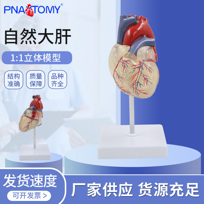 透明心脏肺段支气管血管模型