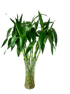水培植物花卉 富贵竹 带根保活 净化空气 包邮 室内客厅绿植盆栽