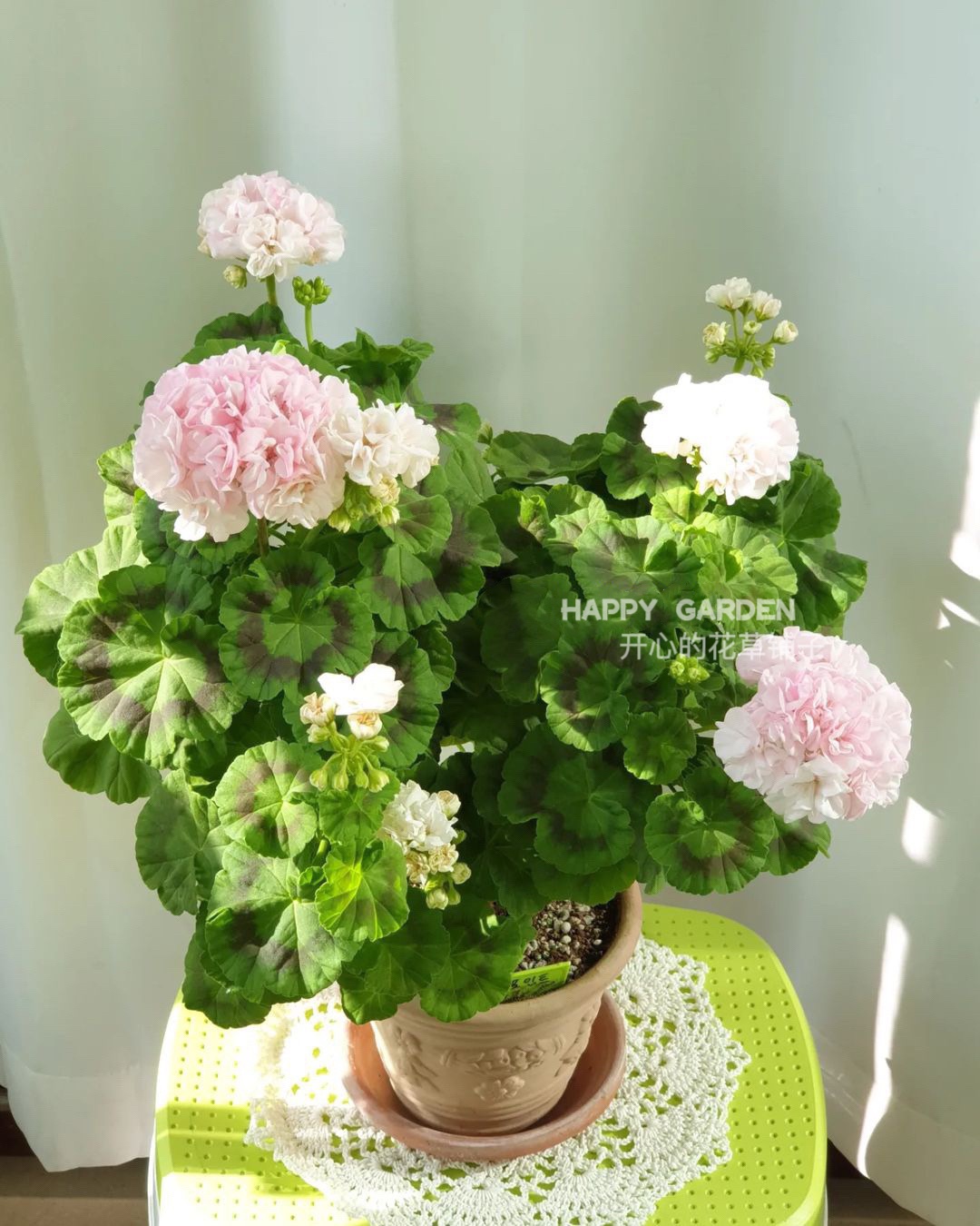 重瓣直立天竺葵盆栽苗带花苞洋绣球爆花好养阳台海棠庭院花卉