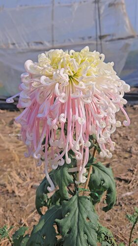 传统国菊盆栽现货 大菊独本多头菊可切花耐寒多年生