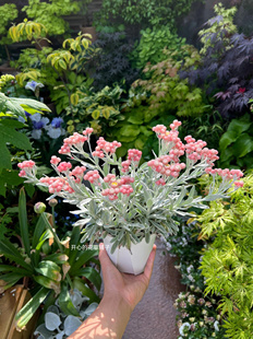 进口银叶蜡菊 高级质感 多年生宿根 耐寒 庭院阳台花园