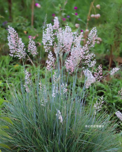 进口糖蜜草盆栽 坡地毛冠草 粉色花穗 耐热耐寒 多年生 庭院阳台